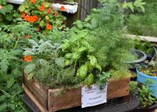 A rough-hewn, low-sided wooden box filled with four different kinds of green plants rests on a small table in front of a variety of other plants in plastic containers.