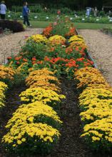 Plants with yellow, red and orange blooms grow in rows in flower beds with flowers of other colors, while people browse in the background.