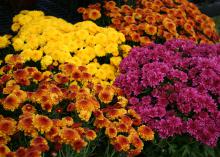Two yellow and orange mums bloom on either side of a yellow mum and a purple mum.