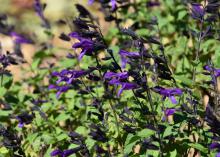 Small, vivid purple flowers bloom from dark spikes against a green background.