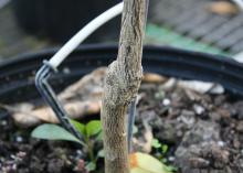 A woody stem rises from a container of soil, with an irrigation hose in the background.