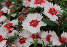 White, ruffled flowers with red centers are pictured up close.