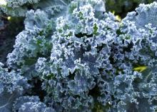 Green, ruffled kale leaves look almost blue when covered with frost. ###