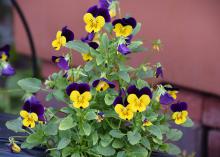 A single plant mounds up and displays vivid flowers with two deep-purple petals above three yellow petals.