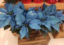 Poinsettias come in a wide range of colors, including those that are painted or dyed in nontraditional colors.
