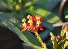 A delicate cluster of red flowers with yellow centers rises from a green background.