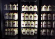 Three grocery store fridge doors are stocked with 1- and 2-gallon jugs of milk with red tops and labels.