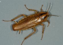 Image is of a light-brown cockroach with six legs and two black strips on its head.
