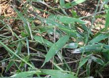 A closeup of signal grass blades shows grayish areas from armyworm damage.
