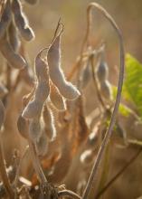 A cluster of brown, fuzzy soybean pods hang in the sun in this close-up image.