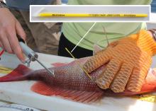 One gloved hand holds a reddish fish on a table while an ungloved hand holds a small tool just used to insert a dart slightly below the top fin. A small photo inserted over part of the main photo shows a close-up view of a small, spear-like rod with a white point on one end and black writing on the yellow portion.