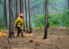 Man wearing hardhat and gloves walks across a stand of pine trees with a handheld torch pipe igniting pine straw on the ground. Background includes lines of low flames, greenery and smoke.