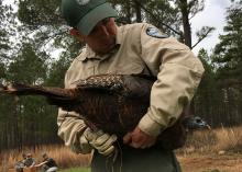 A man in a conservation officer uniform stands looking down at a large bird held under his arm.