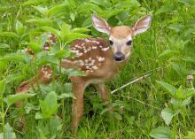 Surrounded by green leaves and grasses, a baby deer with spots looks toward the camera.