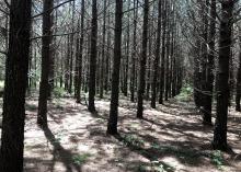 Sun shines down through rows of young pine trees, each about 10 inches in diameter, with minimal greenery visible.