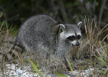 A raccoon with gray fur roaming in the woods.