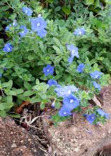 Blue flowers emerge from a blanket of green foliage that spills over bricks lining the edge of a garden