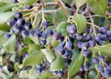 Dozens of dark blue-black berries hang from stems amid green leaves.