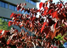 A portion of a small tree with maroon leaves is in focus with a building in the background.