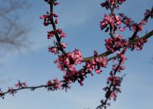 Pea-sized redbud flowers hang from thin tree branches.