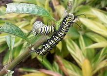 Two caterpillars with black, green and white stripes feed on the leaves of a plant.