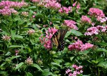 A tiger swallowtail butterfly rests on a cluster of pink blooms rising above green leaves.