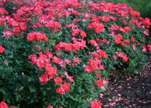 Dozens of red blooms cover the surface of a green-leaved shrub.