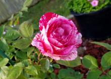 A single rose bloom is hot pink streaked with white and rises on its stem above green leaves.