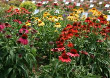 Clumps of orange, red and yellow flowers with raised center cones rise above a sea of green stems.