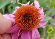 A thumb and fingers hold back the pink petals of a flower to reveal the spiny, orange center.