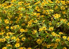 A bed of yellow flowers with green leaves.