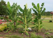 Five tall, bright-green banana plants with large leaves stand prominently in a flower bed.