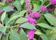 Clusters of small, reddish-purple berries line branches among a sea of green leaves.