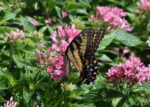 A yellow and black butterfly rests atop a cluster of small pink flowers blooming above a sea of green foliage.