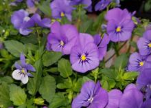 A dozen purple flowers with vivid yellow centers bloom above a bed of green leaves.