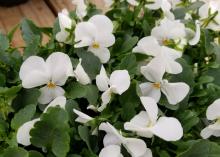 Pure white, flat flowers with yellow centers bloom among a bed of green leaves.