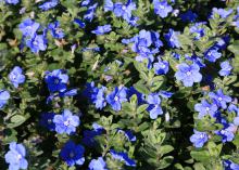 Dozens of blue flowers bloom over green leaves.