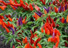 Scores of tiny red, orange and purple peppers point upward from green plants.