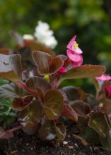 A pink flower blooms on a small plant.