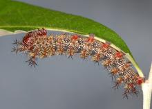 A gray caterpillar covered in tiny brown spines hangs upside down on a green leaf.