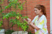 A woman handles a tomato plant growing in a wire frame.