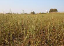 Stems of grass rise above a mostly bare, brown pasture.