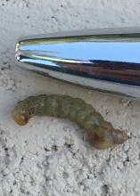 A greenish worm is pictured next to the end of an ink pen for scale.