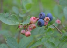 Closeup of blueberries in various stages of ripeness.