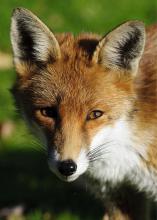 A red fox with a white neck.
