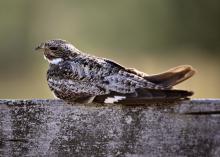 Common nighthawk resting on cross post