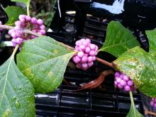 Three clumps of pink berries line a single stem with green leaves.