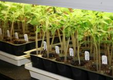 Slender, green seedlings grow in rows under lights in black trays marked by white tags.