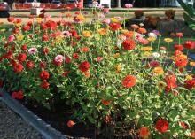 Dozens of brightly colored flowers rise on long, slender stems from a mass planting in a flower bed.