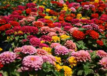 A sea of red, pink and yellow blooms are interspersed with a few green leaves.